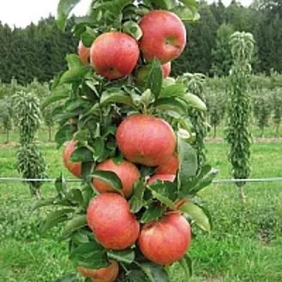 Яблоня ЯНТАРНОЕ ОЖЕРЕЛЬЕ колонновидная  Яблоня ЯНТАРНОЕ ОЖЕРЕЛЬЕ колонновидная в Коломне