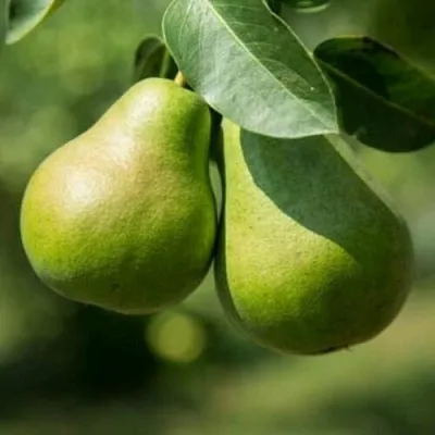 Груша Г-1 колонновидная  Груша Г-1 колонновидная в Коломне