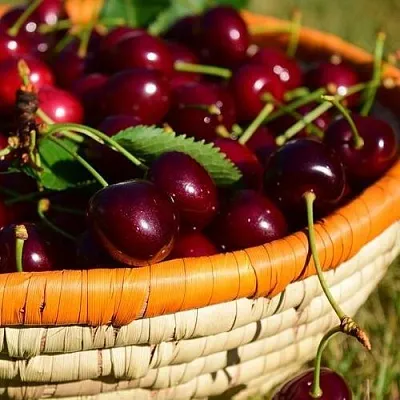 Вишня НЕСВИЖСКАЯ  Вишня НЕСВИЖСКАЯ в Коломне