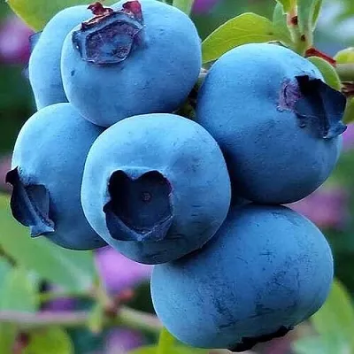 Голубика  Голубика в Коломне