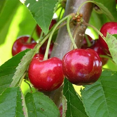 Черешня 15-26-5  Черешня 15-26-5 в Коломне