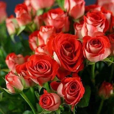 Саженцы роз ЗОДИАК спрей  Саженцы роз ЗОДИАК спрей в Коломне