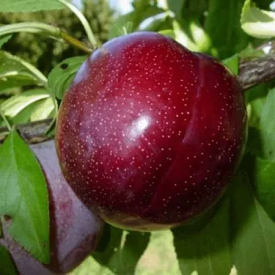 ШАРАФУГА  ШАРАФУГА в Коломне