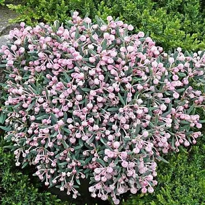 Андромеда БЛЮ АЙС многолистная  Андромеда БЛЮ АЙС многолистная в Коломне