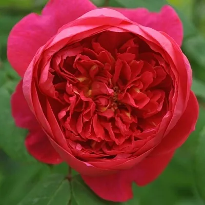 Саженцы роз БЕНДЖАМИН БРИТТЕН шраб  Саженцы роз БЕНДЖАМИН БРИТТЕН шраб в Коломне