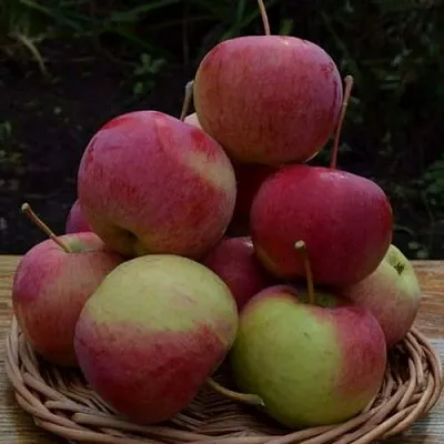 Яблоня РОДНИКОВАЯ  Яблоня РОДНИКОВАЯ в Коломне