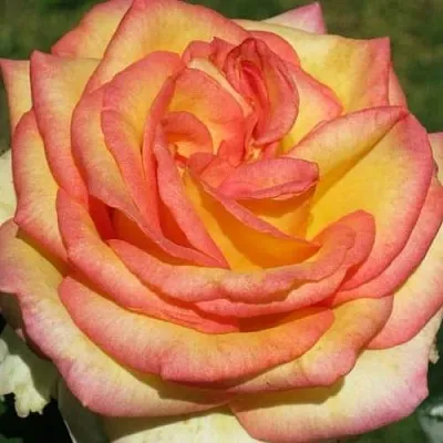 Саженцы роз АМАЗОНКА чайно-гибридная в Коломне