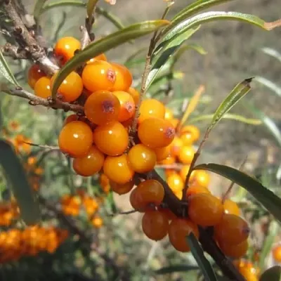 Облепиха СУДАРУШКА  Облепиха СУДАРУШКА в Коломне