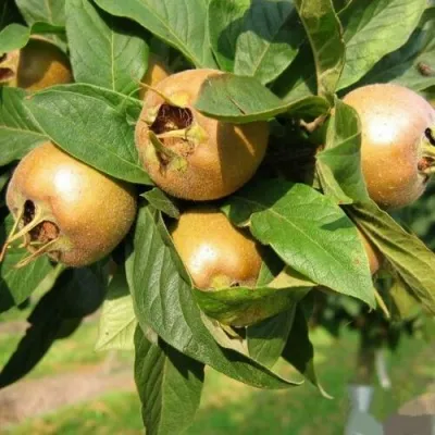 МУШМУЛА  в Коломне