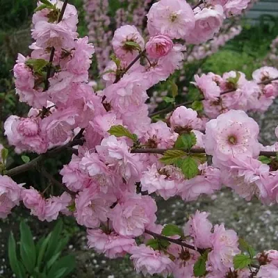 Миндаль ТРЁХЛОПАСТНЫЙ (луизеания) в Коломне