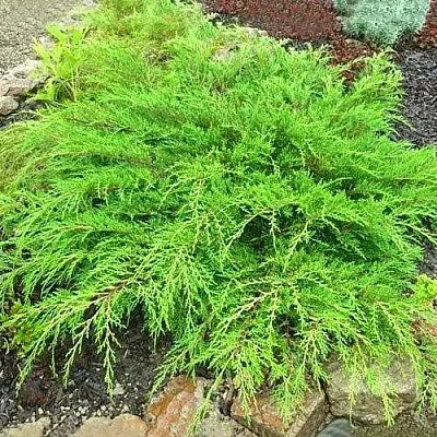 Микробиота ЯКОБСЕН перекрестнопарная  Микробиота ЯКОБСЕН перекрестнопарная в Коломне