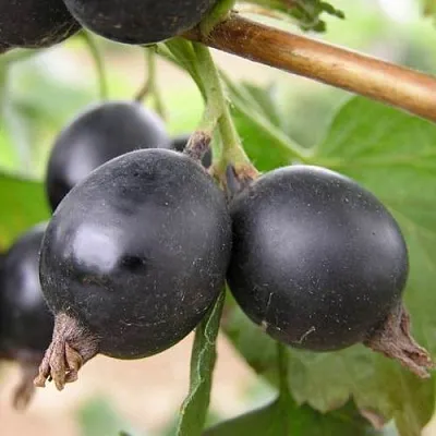 ЙОШТА в Коломне