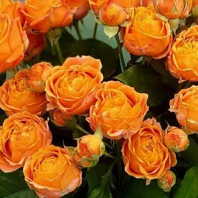 Саженцы роз КОРАЛ БАБЛС спрей  Саженцы роз КОРАЛ БАБЛС спрей в Коломне