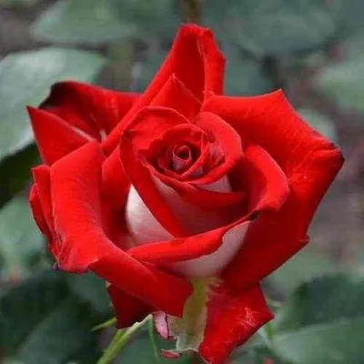 Саженцы роз АЛЬЯНС чайно-гибридная в Коломне