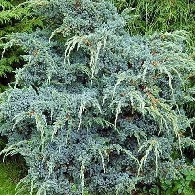 Можжевельник БЛЮ АЛЬПС китайский  Можжевельник БЛЮ АЛЬПС китайский в Коломне