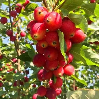 Яблоня КИТАЙКА ДОЛГО декоративная в Коломне