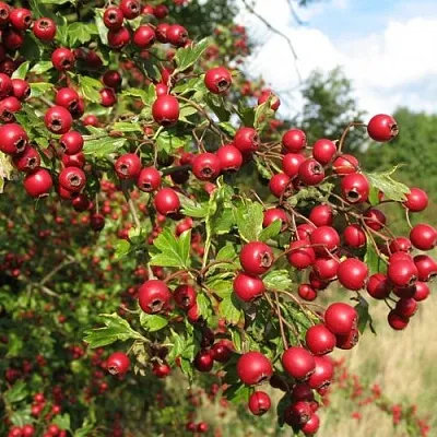 Боярышник ЗБИГНЕВ  Боярышник ЗБИГНЕВ в Коломне