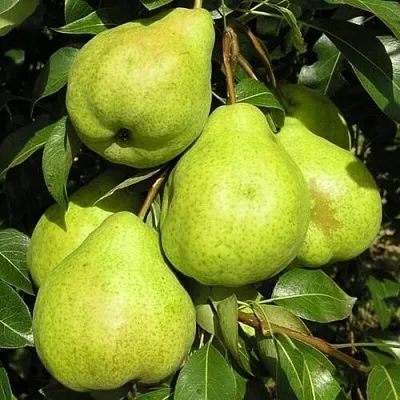 Груша АВГУСТОВСКАЯ РОСА в Коломне