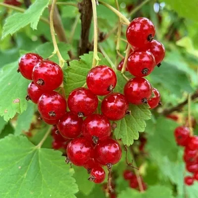 Смородина красная МААРСЕС ПРОМИНЕНТ  Смородина красная МААРСЕС ПРОМИНЕНТ в Коломне