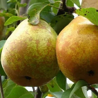 Груша БЕЛОРУСКА в Коломне