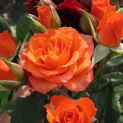 Саженцы роз АЛЕГРИЯ спрей  Саженцы роз АЛЕГРИЯ спрей в Коломне