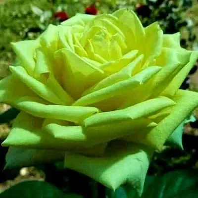 Саженцы роз АМАНДИНА чайно-гибридная в Коломне