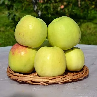 Яблоня БИРСКОЕ ГРУШЕВОЕ (БИЧИК)  Яблоня БИРСКОЕ ГРУШЕВОЕ (БИЧИК) в Коломне