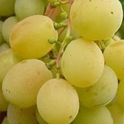 Виноград ТАЛИСМАН в Коломне
