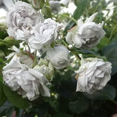 Саженцы роз ГРИЗЕЛИС шраб в Коломне