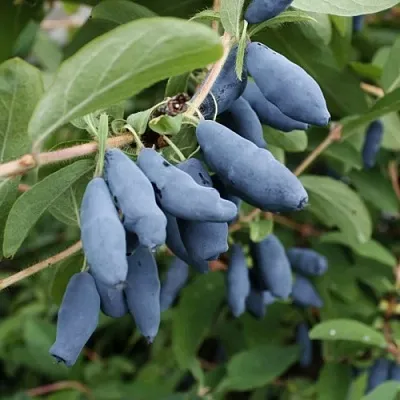 Жимолость съедобная ТОМИ японская  Жимолость съедобная ТОМИ японская в Коломне