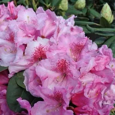 Рододендрон КЛАУДИУС  Рододендрон КЛАУДИУС в Коломне