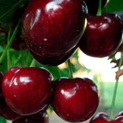 Черешня ВАСИЛИСА  Черешня ВАСИЛИСА в Коломне