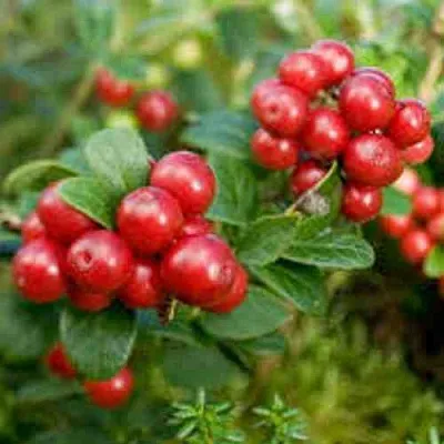 Брусника садовая РУНО БЕЛЯВСКИ  Брусника садовая РУНО БЕЛЯВСКИ в Коломне