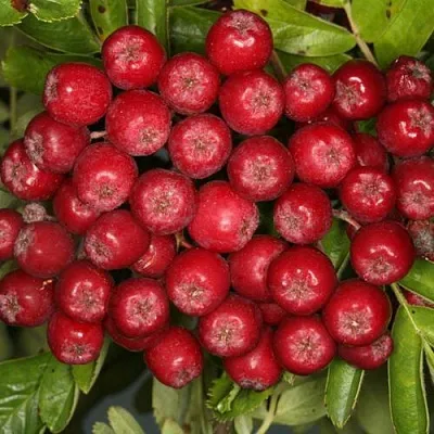 Рябина РУБИНОВАЯ сладкоплодная в Коломне