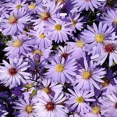 Астра БЛЮ ХЕВЕН сердцелистная в Коломне