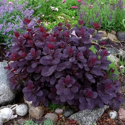 Скумпия РОЯЛ ПЕРПЛ кожевенная в Коломне