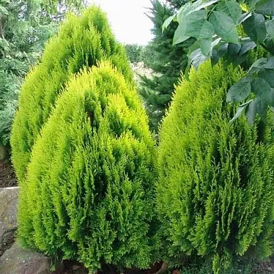 Туя восточная  Туя восточная в Коломне