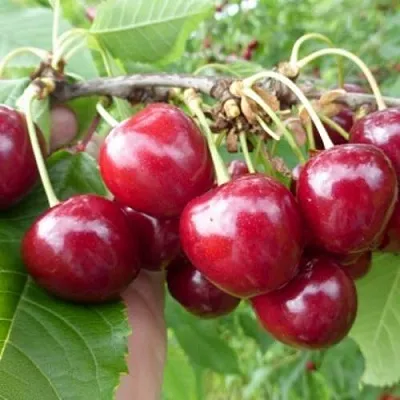 Вишня КОЛОННОВИДНАЯ  Вишня КОЛОННОВИДНАЯ в Коломне