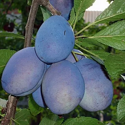 Слива ОДА Слива ОДА