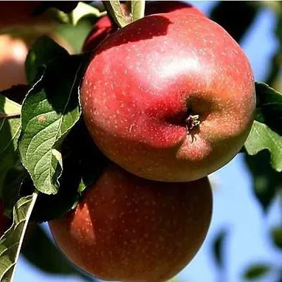 Яблоня АНТЕЙ КИЕВСКИЙ колонновидная  Яблоня АНТЕЙ КИЕВСКИЙ колонновидная в Коломне