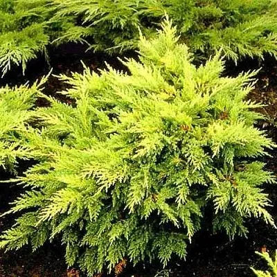 Можжевельник МОРДИГАН ГОЛД средний  Можжевельник МОРДИГАН ГОЛД средний в Коломне