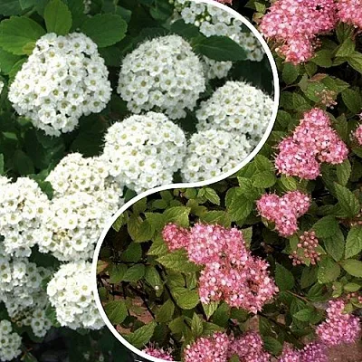 Комплект ТАЛАНТЛИВЫЙ САДОВОД в Коломне