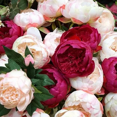 Пионы  Пионы в Коломне