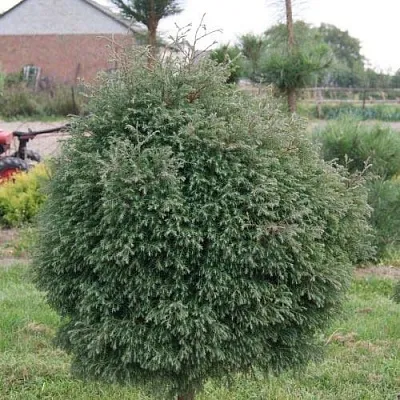 Туя вересковидная  Туя вересковидная в Коломне