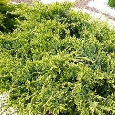 Можжевельник ГОЛД СТАР средний  Можжевельник ГОЛД СТАР средний в Коломне