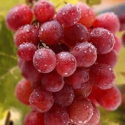 Ранние сорта  Ранние сорта в Коломне