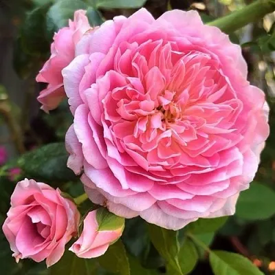 Саженцы роз ФРАНЦУЗСКОЕ ПЛАТЬЕ японская  Саженцы роз ФРАНЦУЗСКОЕ ПЛАТЬЕ японская в Коломне