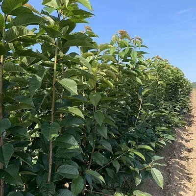 Саженцы оптом в Коломне