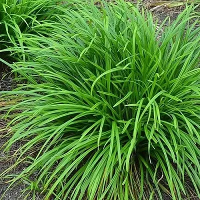 Осока АЙРИШ ГРИН в Коломне