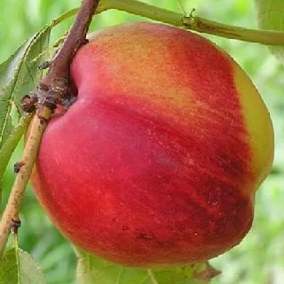 Нектарин СТАРК РЕД ГОЛД в Коломне